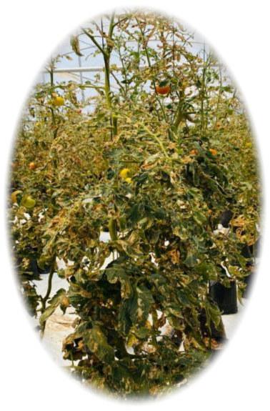 Tomato plants with foliage stripped and mined by Tuta absoluta larvae