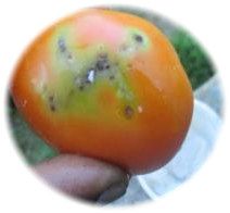 A ripening tomato with dark larval entry punctures across the skin