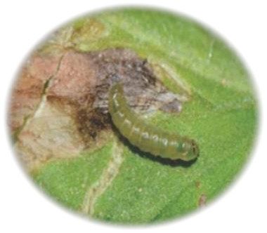 A Tuta absoluta larva feeding inside a mine on a tomato leaf